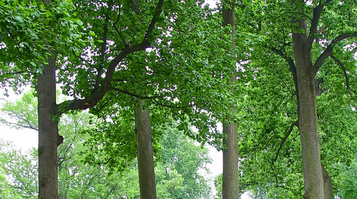 IMAGE: Bright green leaves on Druid Hill Park trees