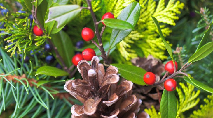IMAGE: Holly berries and pine cones among evergreens
